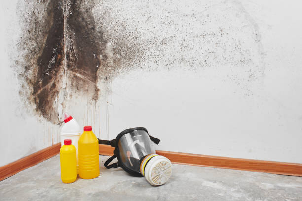 Best Emergency Mold Removal  in Highland City, FL