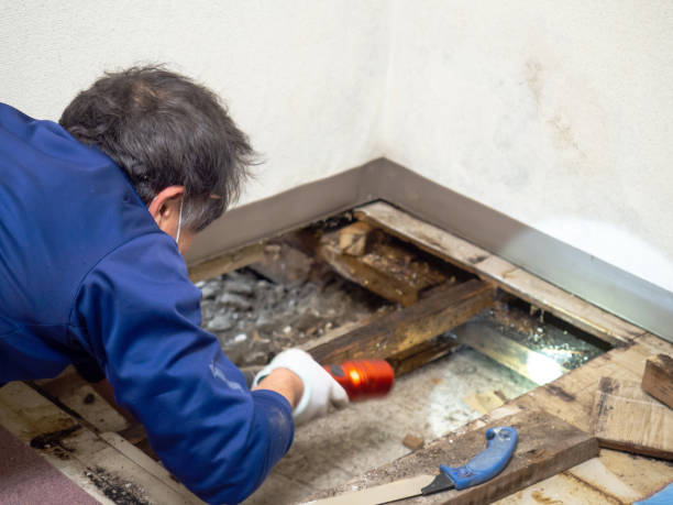 Best Mold Cleaning Services  in Highland City, FL