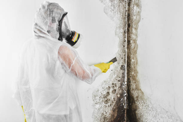 Best Black Mold Removal  in Highland City, FL