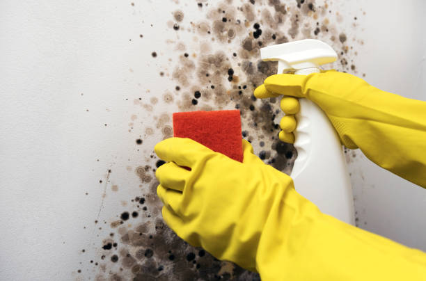 Best Attic Mold Removal  in Highland City, FL