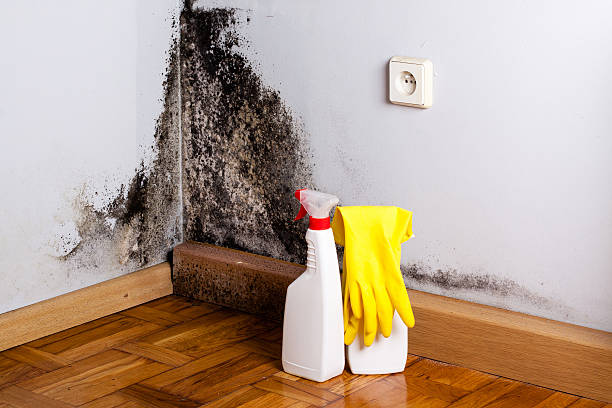 Best Residential Mold Removal  in Highland City, FL