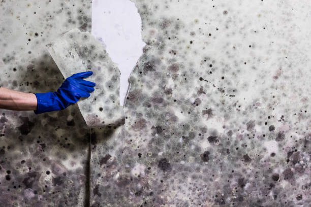 Best Mold Testing  in Highland City, FL