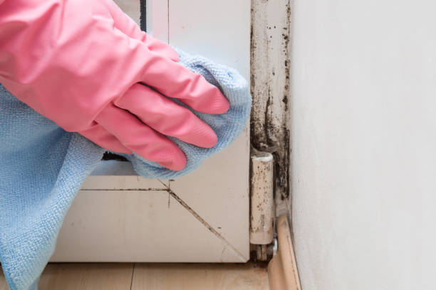 Mold Removal and Inspection in Highland City, FL